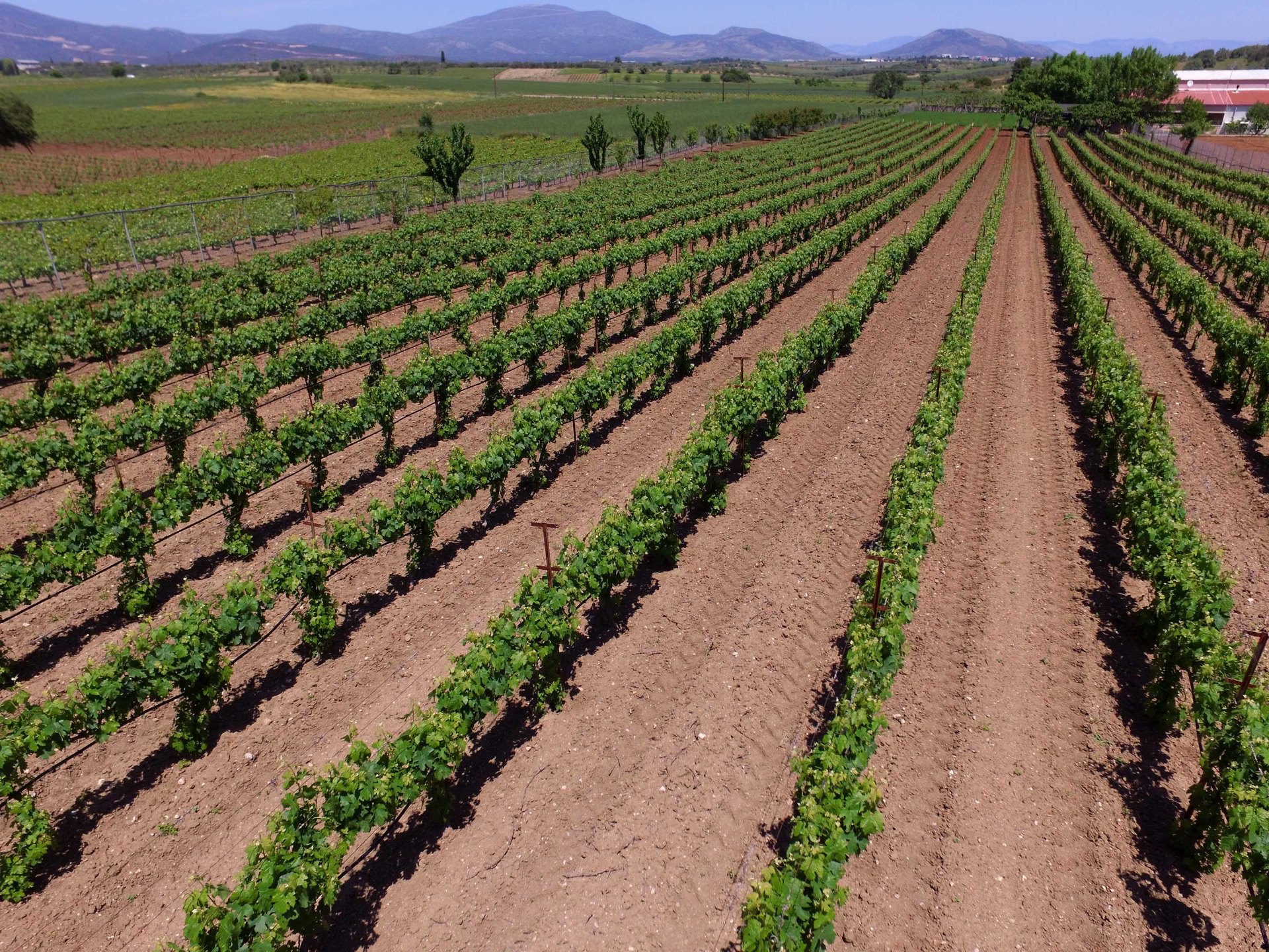 Armathos Winery